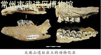 青岛地区首个有地层依据的旧石器遗址