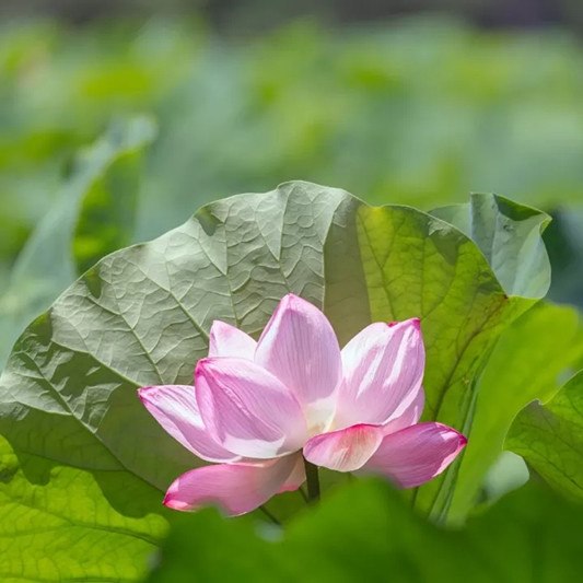 640.webp (1)_副本.jpg