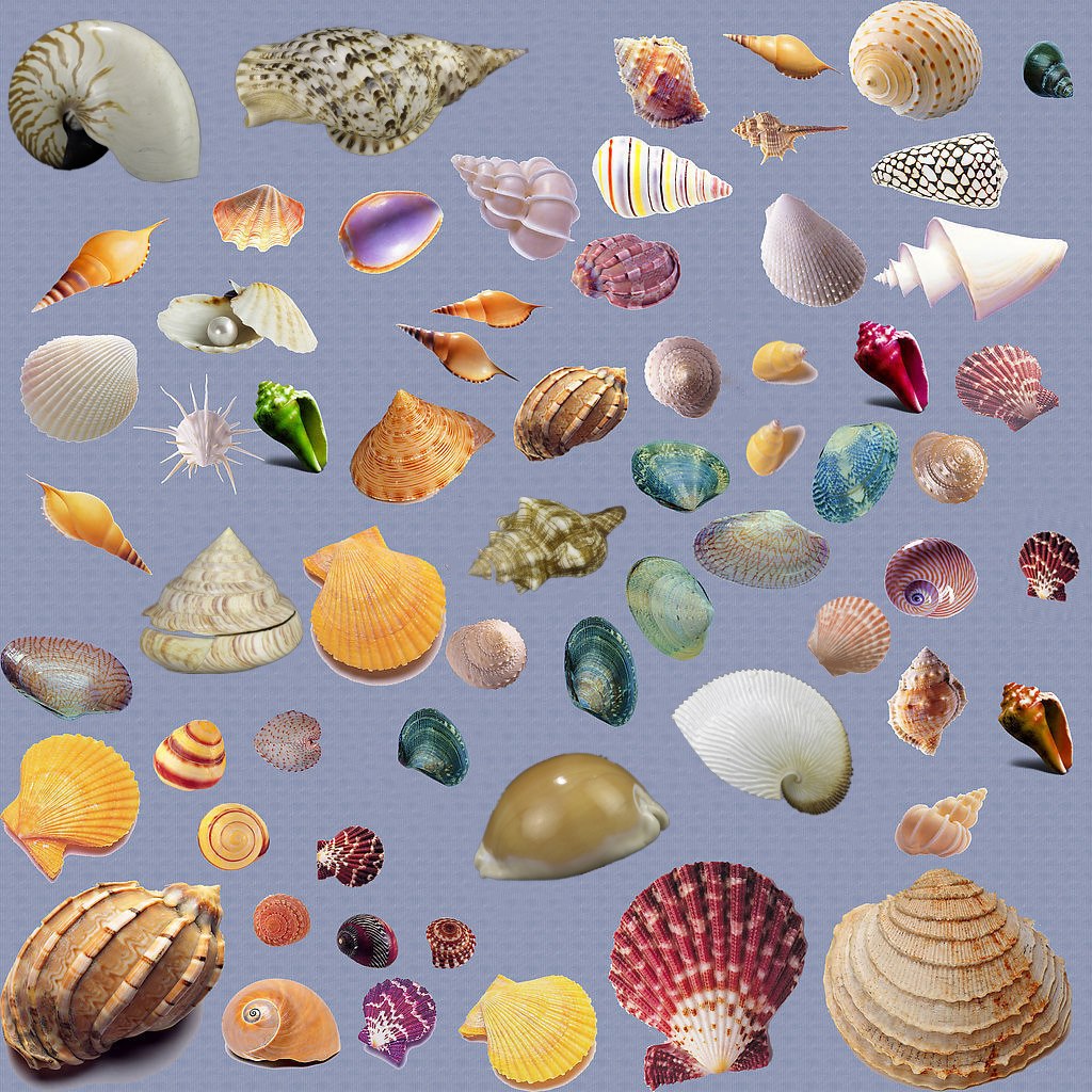 2、形形色色的贝壳.jpg 2、形形色色的贝壳.jpg