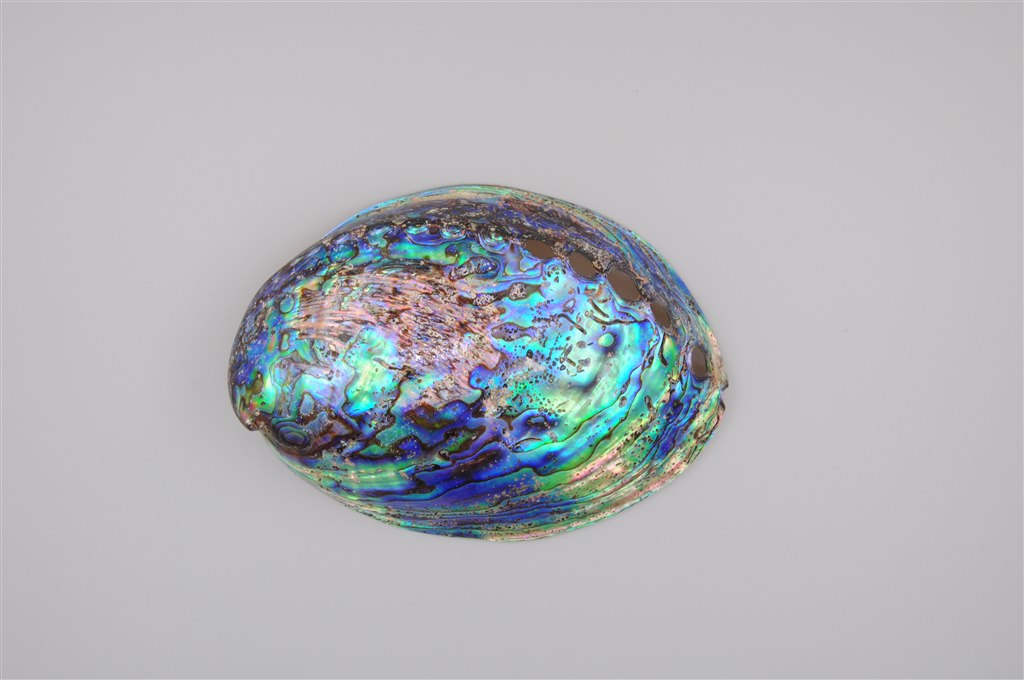 7、新西兰鲍Haliotis iris.JPG 7、新西兰鲍Haliotis iris.JPG