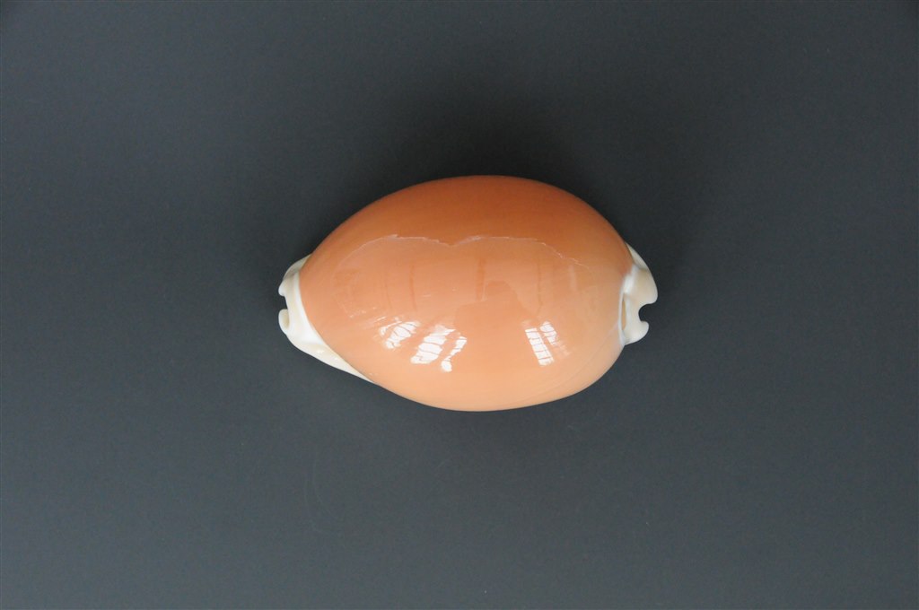 5、黄金宝螺Cypraea aurantium 1.jpg